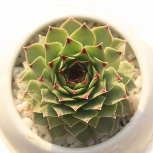 植悦园艺凌娟多肉植物长生草大棵观音莲易爆盆群生耐冷铁观音新手