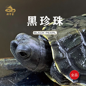 黑巴 — 黑珍珠巴西龟(全品)8-10克随机发货