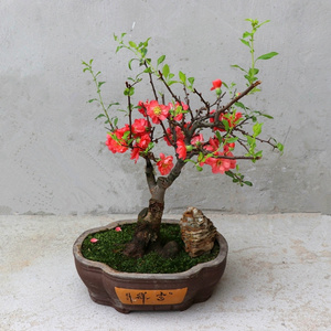 红千鸟海棠盆景图片图片
