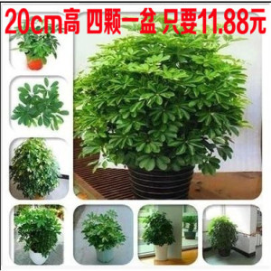 鸭掌木盆栽苗 七叶莲 鹅掌柴苗八方来财四季常青 鸭脚木花卉苗图片