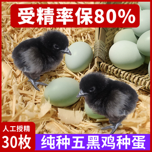 五黑鸡蛋种蛋受精蛋纯种绿壳鸡蛋可孵化小鸡五黑一绿鸡乌骨鸡种蛋