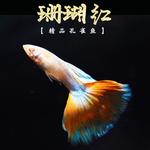 珊瑚红 红白天空蓝白纯种精品小型胎生鱼凤尾孔雀鱼活体 怀孕母鱼