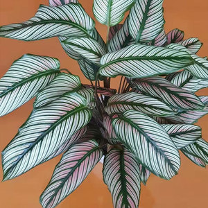 腾飞园艺只售精品新品网红白星竹芋白双线竹芋室内耐阴吸甲醛盆栽