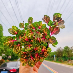 腾飞园艺 只售精品 锦叶血苋钱多多冰雪奇缘室内客厅高颜值盆栽