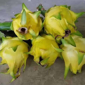 黄龙果苗黄皮白心果肉火龙果苗火龙果盆栽原枝条果苗