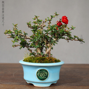 日本进口姬小町红花长寿梅 老桩豆盆微型盆景 三福园
