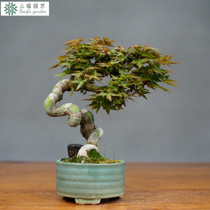 三福园 日本琴姬枫树 精品小微盆栽盆景