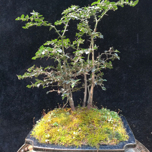 小叶虎刺精品多年老桩熟桩已成活 绣花针寿庭木微型盆景素材