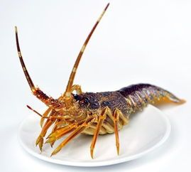 5-6两/只 鲜活澳龙仔 南非龙虾仔 进口生猛海鲜 刺身小澳龙南非龙