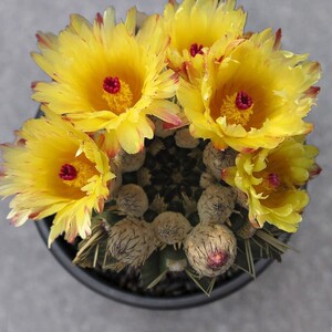 南国玉开花仙人球室内盆栽带花苞办公室防辐射稀有精品小盆栽多肉