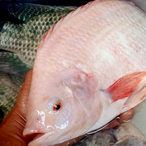 现杀鲜红淡水活罗非鱼福寿鱼冷链发货1000克2条装热卖可腌制烧烤