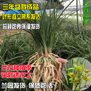 带花苞特香盆栽兰草 兰花苗蕙兰春兰大棚苗熟草 室内绿植四季花卉