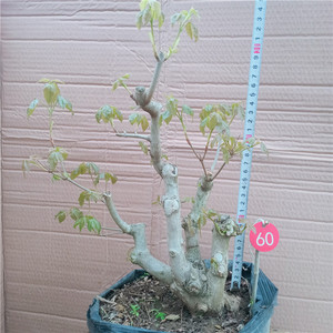 实拍元宝枫熟桩绿植盆景庭院阳台趣味观赏盆栽