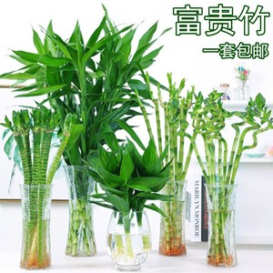 客厅盆栽花卉植物室内大竹子