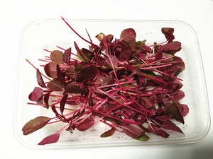 新鲜火红苗  安曼红苗  装饰  摆盘   京津冀任意6件包邮