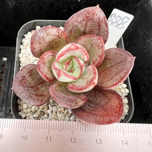 丸叶红司 多肉植物盆栽肉肉新手一物一拍