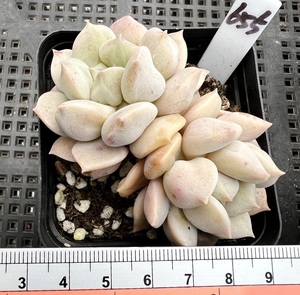 超奶 胖嘟嘟肉肉多肉植物小盆栽绿植新手花卉 一物一拍!