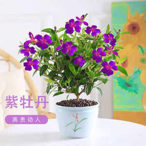 巴西野牡丹花苗盆栽植物四季开花紫牡丹庭院阳台花卉期长耐寒耐热