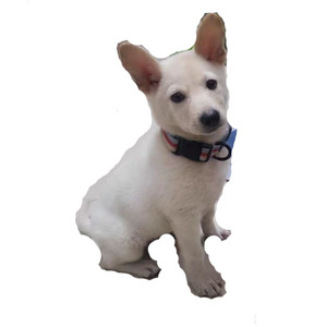 串串狗中华田园犬白色小狗土狗短毛看家护院猎狗健康好养不挑食狗