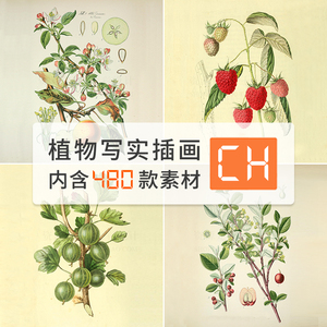 高清水果植物写实种子插画水彩植物彩铅手绘画临摹参考学习素材图