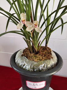 云南一朵花9595淘宝莲瓣兰名品大雪素兰花云南名贵特壮苗传统老种