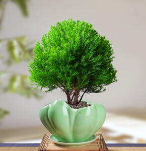 蓬莱松盆栽植物室内小盆景招财四季常青办公室场景阳台小绿植花卉