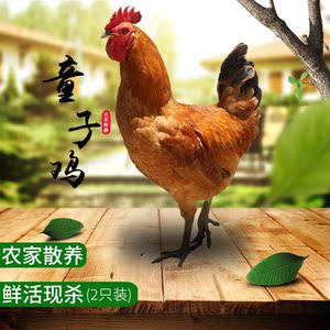 农家散养童子鸡土鸡未打鸣小公鸡正宗鸡活体鸡肉新鲜活鸡农村公鸡