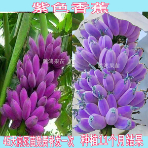 新品种紫色香蕉苗红香蕉树苗粉蕉皇帝蕉南方四季庭院种植当年结果