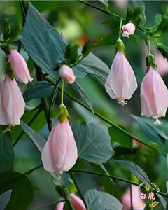 庭院观花木本 南美悬铃花 风铃木槿 花可食用 盆栽开花苗