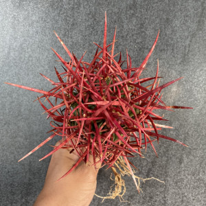 尚野园艺 大龙冠 一物一拍echinocactus polycephalus仙人球多肉