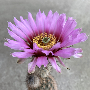 折墨虾仙人球实生