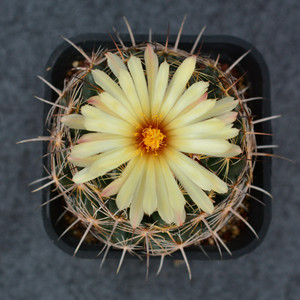 00冰雪129淘宝古镜丸仙人球尺寸约3-4厘米实生根