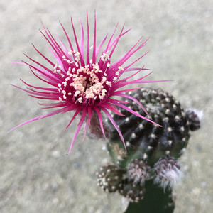 尚野园艺 粉昭和红昭和一物一拍 丽花球属多肉植物会开花仙人球