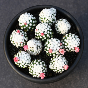 明日香姬仙人球