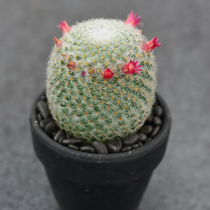 尚野园艺  实生希望丸  一物一拍  乳突球属仙人球多肉植物