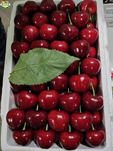 沈阳发货大连美早大樱桃特大号果王新鲜稀有果中之王4斤辽宁包邮