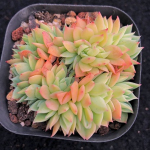 多肉植物三色堇缀化群生多头彩虹一物一拍花卉阳台窗台盆栽肉肉花