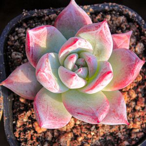 多肉植物野卡仙气粉暗纹耐养野生原始卡罗拉精品超值大颗一物一拍