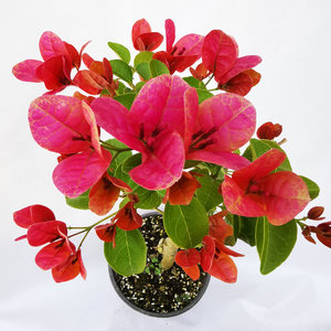 西瓜红三角梅嫁接棒棒糖楼顶庭院阳台盆栽地栽易活四季开花不断