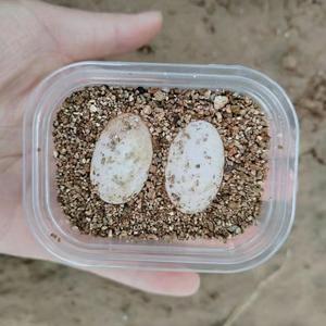 可孵化的墨龟蛋顶墨黑腹乌龟草龟蛋全墨苗活体宠物长寿观赏小水龟