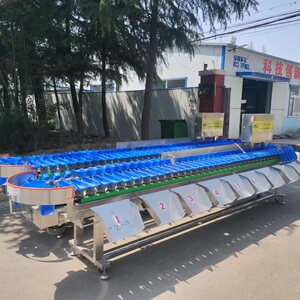 鳗鱼片鱿鱼片重量分选机 智能鲳鱼黄花鱼分拣机 龙虾重量分选机