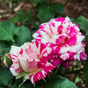 云梯花溪谷 闪电舞月季花苗玫瑰花卉盆栽好养四季开花绿植物阳台