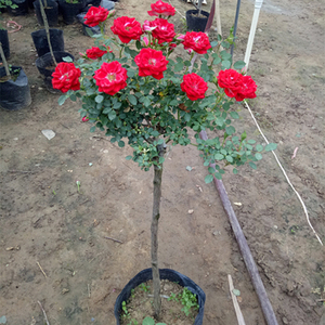 月季花树树状