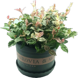 花叶络石藤蔓花四季常绿爬墙藤本绿植物喜阳湿耐高温耐寒垂吊五彩