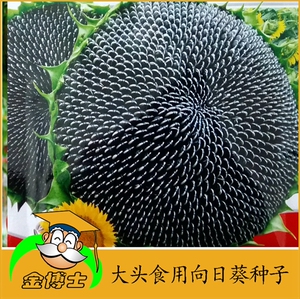 【大头食用向日葵种子】大粒大盘食用葵花籽 春夏秋播 满包邮