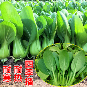 四季上海青耐热青梗菜春夏秋季苏州青六七月慢鸡毛菜耐寒蔬菜种子