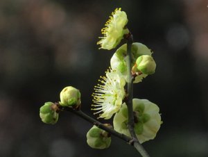 绿萼梅花盆景