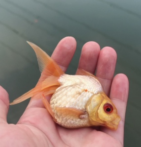 金鱼活体观赏鱼淡水鱼白玉鎏金长尾鎏金高背鎏金鱼鱼场直销包活