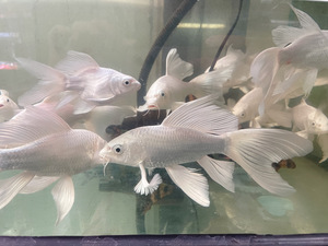 观赏鱼白金龙凤鱼活体台湾短身蝴蝶鲤鱼活体白色锦鲤鱼龙鱼配鱼龙