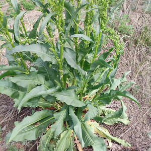 土大黄新鲜叶子